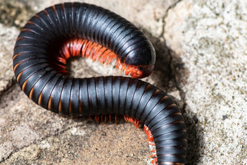 close-up filming of African insects in vivo 