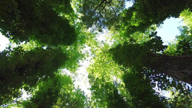 Amazing trees in a forest. Low angle view from trees. Tree rotation