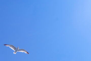 Seagull flies against the background of a cloudless blue sky.