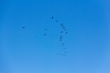 Flock of birds flying in the blue sky.