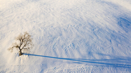 Lonely tree in the snow view from the drone