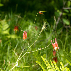 Eastern Red Columbine, Wild Columbine - Aquilegia canadensis, wildflower growiwng wild in a...