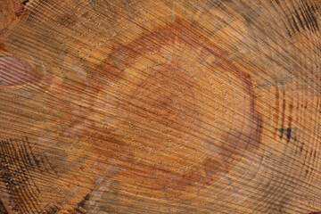 Cut tree trunk. Tree cross section. Firewood. Wood. Selective focus. Texture.