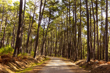 Road or mountain path through pine forest. Sunny day with strong shadows. Uncertain future. Destination.