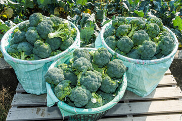 Organic fresh green cauliflower picked from a vegetable garden in Taiwan. 
