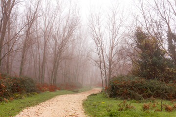 Way between poplar forest in winter on a foggy day. Mysterious curved road. Selective focus.