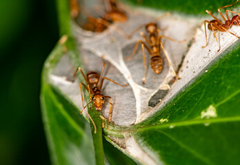 ginger african ants go about their daily activities on a green leaf 
