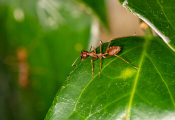 ginger african ants go about their daily activities on a green leaf 