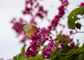 beautiful african butterfly on a flower collects nectar 