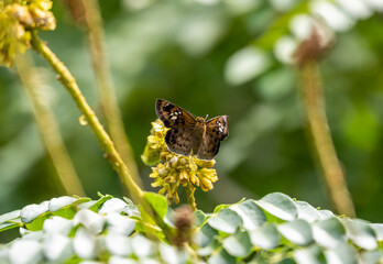 beautiful african butterfly on a flower collects nectar 