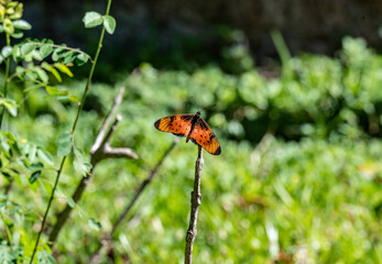 beautiful butterfly sat on a flower to collect nectar 