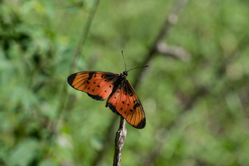 beautiful butterfly sat on a flower to collect nectar 