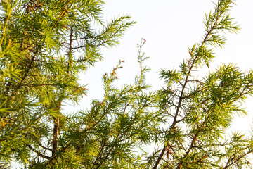 Green juniper on white background
