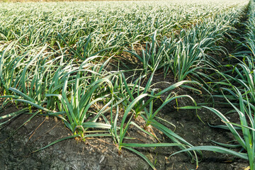 A large area of garlic heads field in Yunlin County, Taiwan.