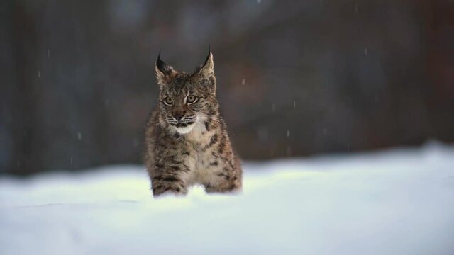 The Eurasian lynx (Lynx lynx), wild animal, medium sized cat, slow motion, in forest at winter, snow all around