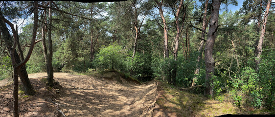 MTB trail through the forest around Diever