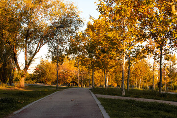Naklejka premium Path between trees with yellow leaves in a park in autumn.