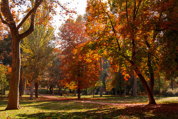 Fototapeta premium Autumn landscape in a park with trees with golden leaves.