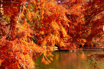 Pond in autumn with red cypress trees. Fall colors in a park.
