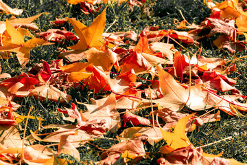 Fallen leaves in a park in autumn.