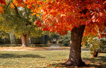 Fall colors in a park with lush trees and fallen leaves.