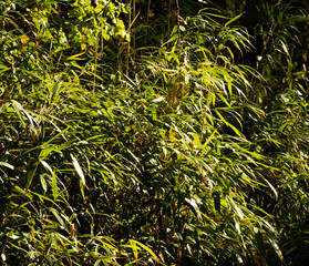 Bush of leafy bamboos in a park.