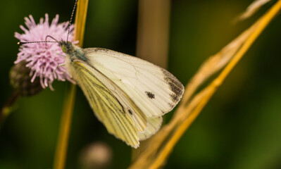 butterfly on a flower