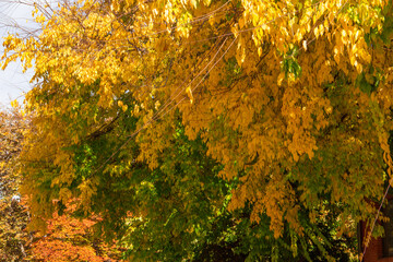 Trees with golden and green leaves in autumn in a park.