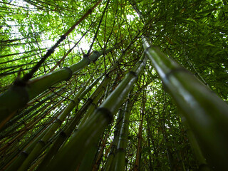 Bamboo forest. Selective focus. Intense green canes.