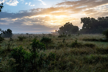 beautiful African landscape with trees and endless bush 