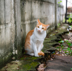 Naklejka na ściany i meble Ginger cat sits on a wall, Looking in camera.