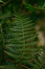 Fototapeta na wymiar fern leaves