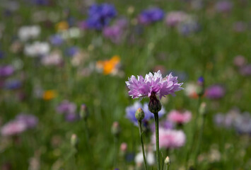 Colourful cornflowers on the background of a flower meadow