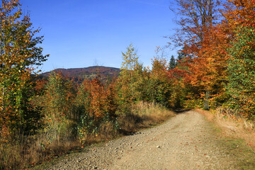 An autumn road among colourful trees