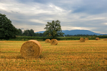 Hay bales in a field on a summer afternoon