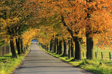 An autumn road among colourful trees