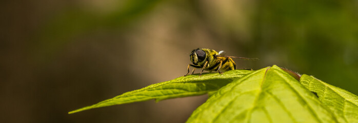 abeille