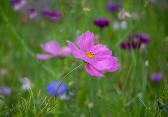Fototapeta premium Purple cosmos flowers on a flower meadow