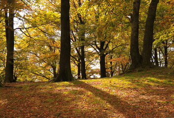 Autumn trees in golden, orange and yellow colours on the Równica peak in Ustroń