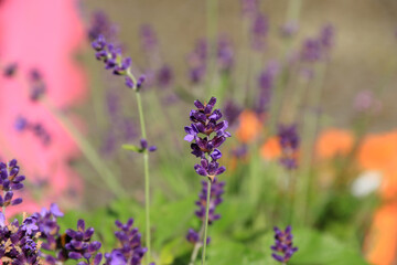 Lavender flowers on a colourful background
