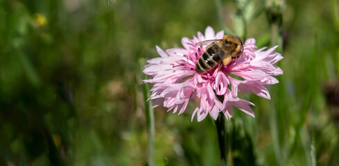Bee on a pink cornflower