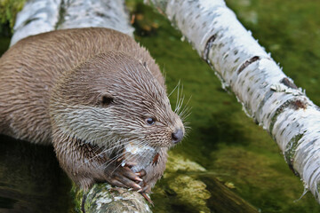 Fischotter auf einem Birkenstamm frisst Fisch