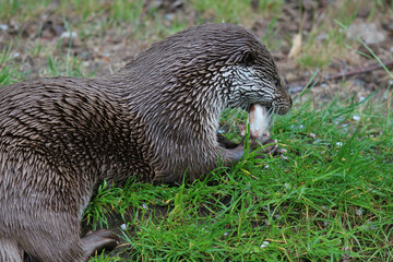 Fischotter liegt im Gras und frisst Fisch