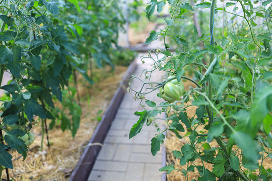 The background inside the greenhouse is green cultural plants of sweet peppers and tomatoes and an ennobled path between the beds. 