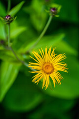 yellow wild flower on green blurred background
