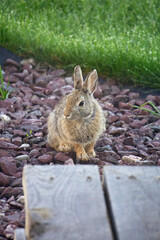 cottontail rabbit sitting on rocks
