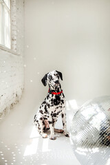 dalmatian