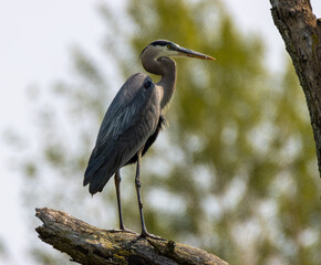 great blue heron