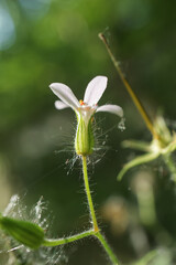 Geranium robertianum flower in macro