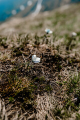 a flower in the mountains